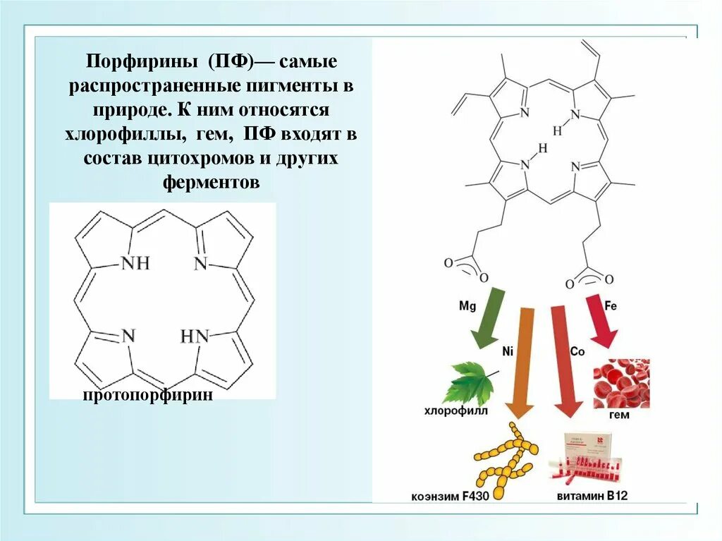 Порфирин и гем. Порфин биороль. Порфин протопорфирин гем. Циклы порфиринов.