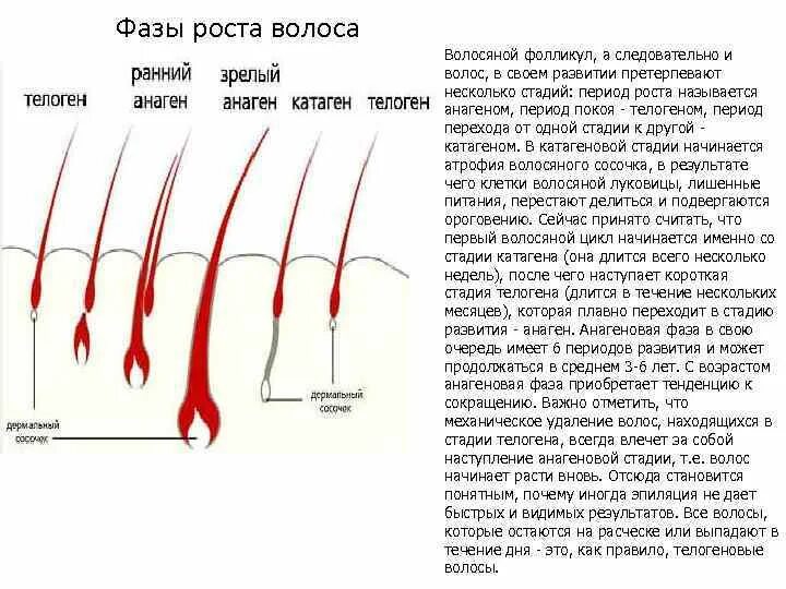 Телоген фаза роста волос. Фазы развития волосяных фолликулов. 3 Фазы развития волоса. Строение волоса и фазы роста.