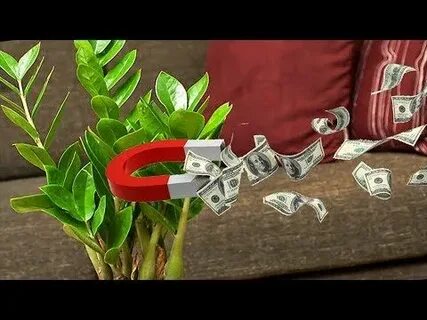 Какой цветок богатства