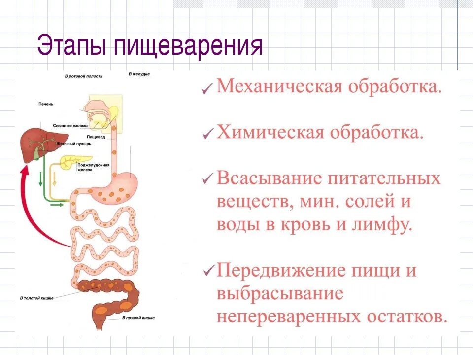 Пища проходит через