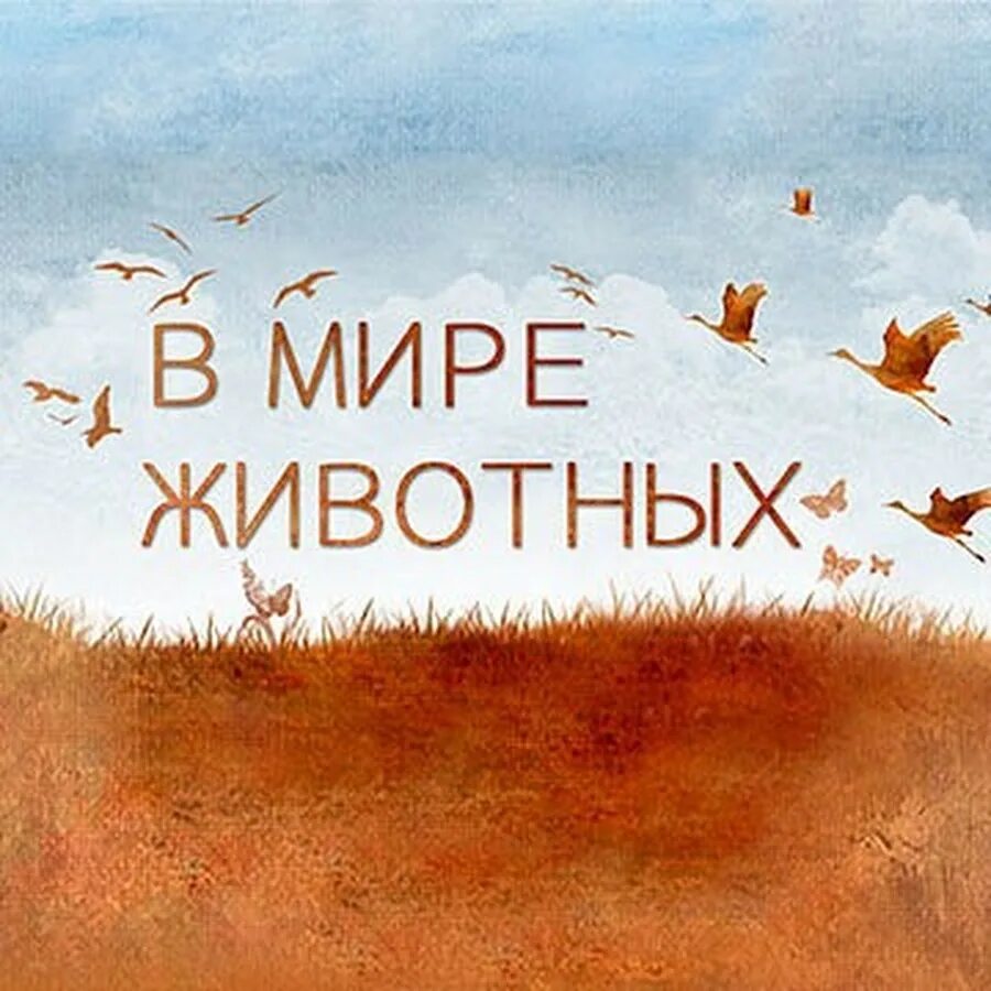 Включи программу в мире животных. В мире животных заставка. в мире животных передача. в мире животных надпись. программа в мире животных.