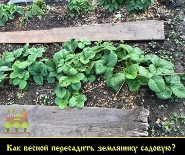 Усы клубники весной