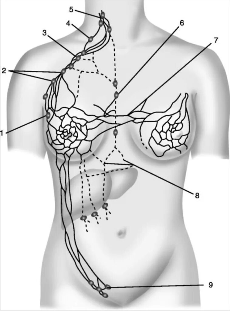 Лимфоузлы молочных желез норма. Подключичные лимфоузлы. Подмышечные лимфоузлы схема расположение. Лимфоузлы млоочно йжелезхы. Лимфоузлы грудной железы.