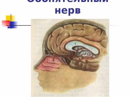 Обонятельный нерв