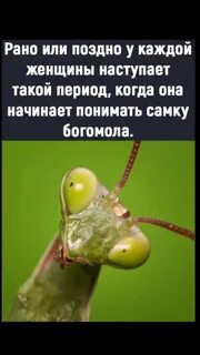 Покажи самку богомола