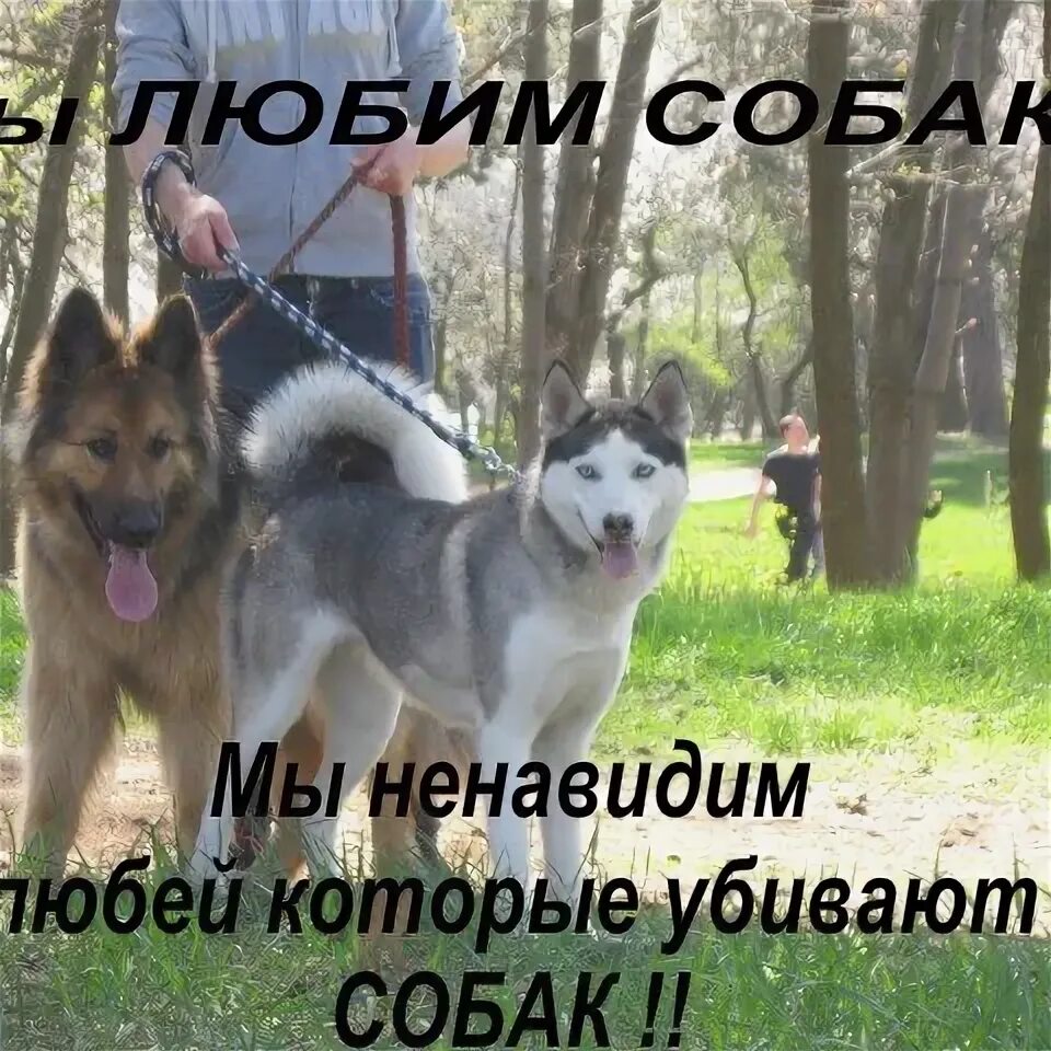 Ненавижу собак. Д ненавижу собак. картинка как я ненавижу собак.