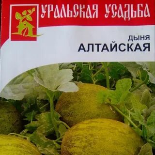 Дыня сорт алтайская