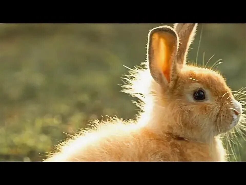 Rabbit live. Rabbit live