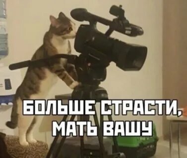 Кот больше страсти