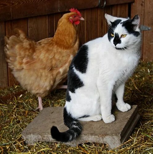 Кура кошка. Кошка и куры. Домашние животные курица. Курочка с котятами. Кошка дружит с курицей.
