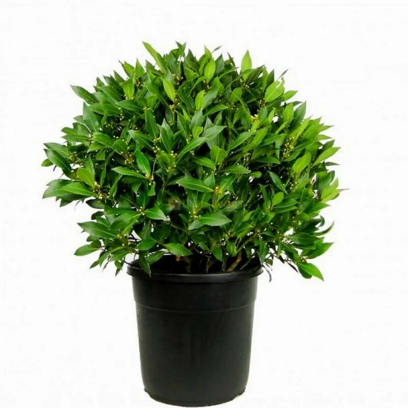 Буксус шаровидный. Кустик в горшке. Самшит в горшке. Самшит буксус. Дерево в горшке.