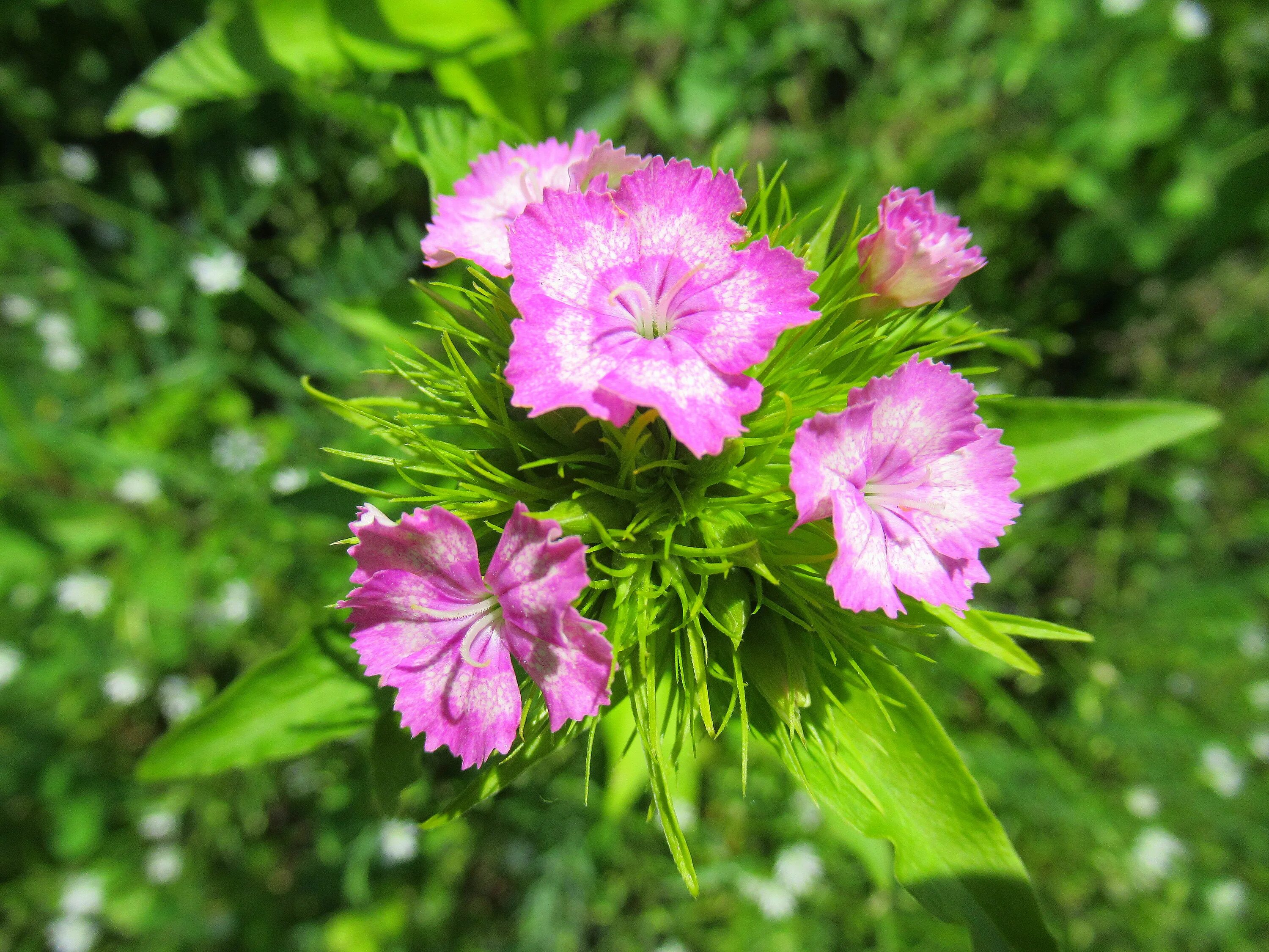Гвоздика (Dianthus)