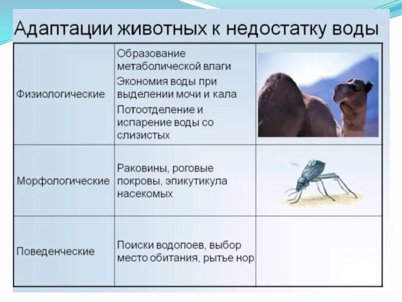 Приспособленность организмов к действию факторов среды презентация. Адаптации животных и их характеристики таблица по биологии. Пример адаптации организмы таблица 9. Адаптация животных к недостатку воды. Таблица адаптация животных к недостатку воды 9.