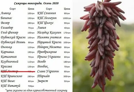 Крылович саженцы