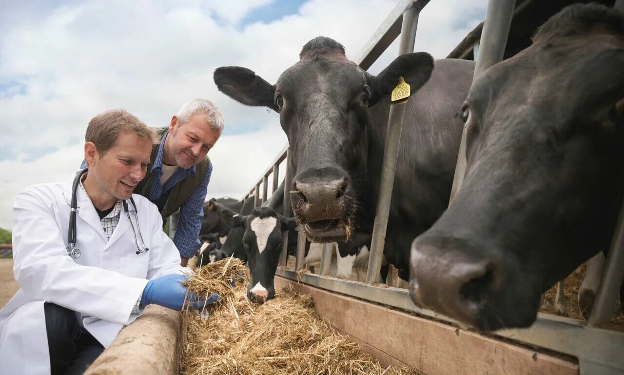 Обучение крс. Дойное стадо коров. Обучение крс. Клиническое обследование коровы. Станок для осеменения коров.