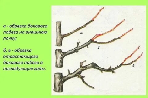 Обрезка абрикоса весной для начинающих в картинках