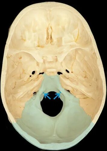 Основание черепа. Foramen rotundum на черепе. Foramen род. Череп анатомия. Foramen род.