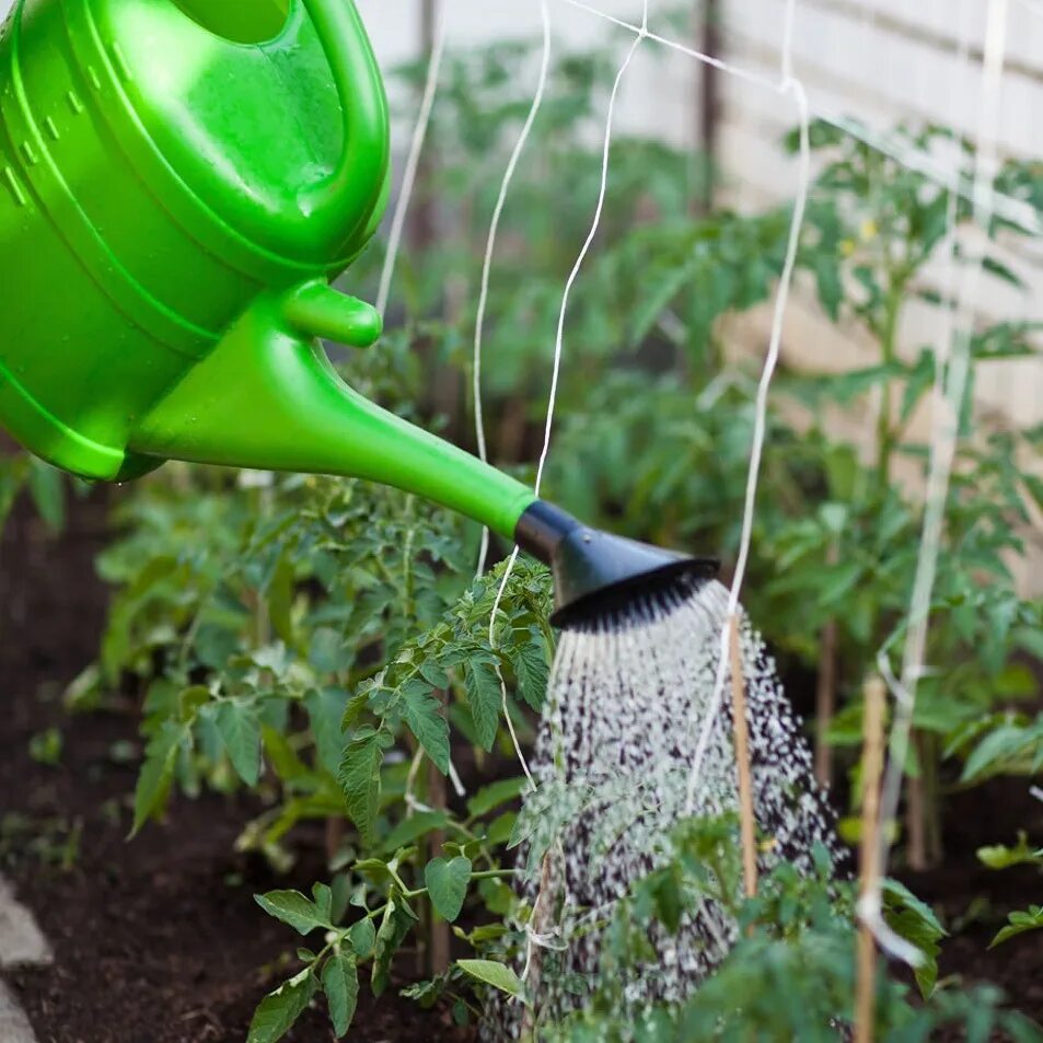 Полив грядок с людьми. Поливка огорода. Полив огурцов в открытом грунте. На поливных огородах выращивают богатый. Поливать огород.