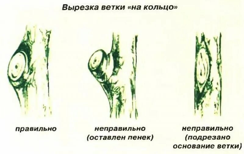 Обрезка на кольцо плодовых деревьев. Как обрезать яблоню на кольцо. Спил веток плодовых деревьев на кольцо. Как обрезать яблоню на кольцо фото.