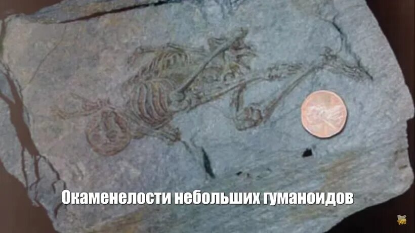 Девушка замороженную 40 млн лет назад. Находка алюминия 15 миллионов лет. ваза 600 млн лет. 600 млн лет назад. nanjinganthus dendrostyla — находка возрастом 174 млн лет!.