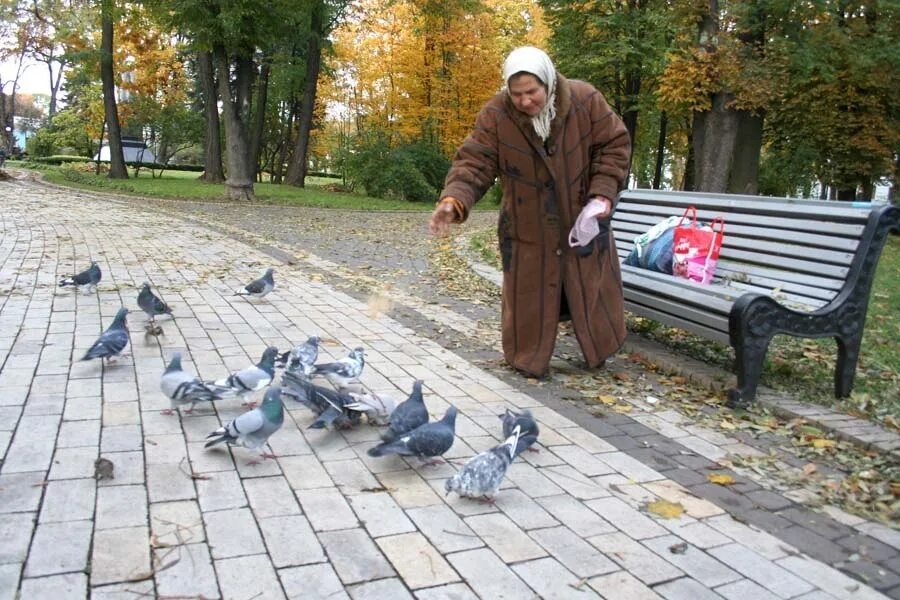 Добрые дела женщины. Голуби в парке. Голубь на скамейке. Голуби в парке и люди. Бабушка кормит голубей.