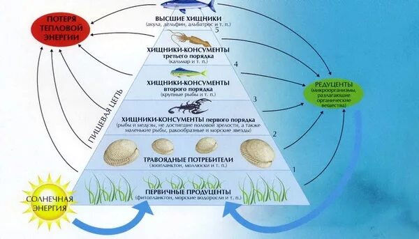 Пищевая цепочка в море. Пищевая цепь океана. Пищевая цепь в океане схема. Цепочка питания в океане.
