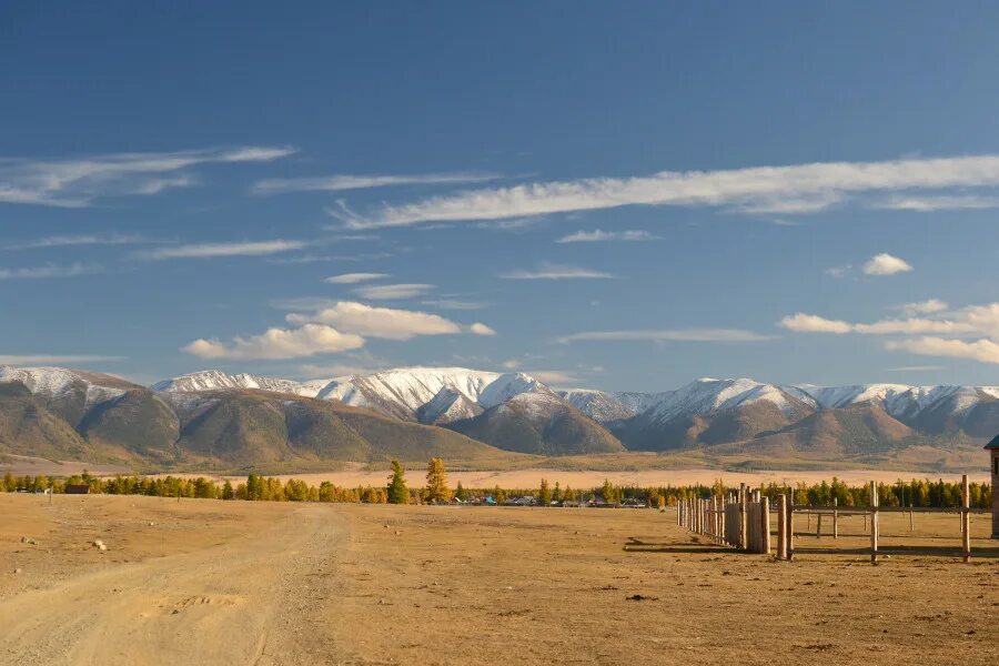 курай деревья кош-агачский. кош-агачский район курай. кош агач козы и молоко. ташанта алтай климат. кош-агачский район колхоз курай.