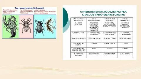 Соответствие между характеристиками и классами членистоногих