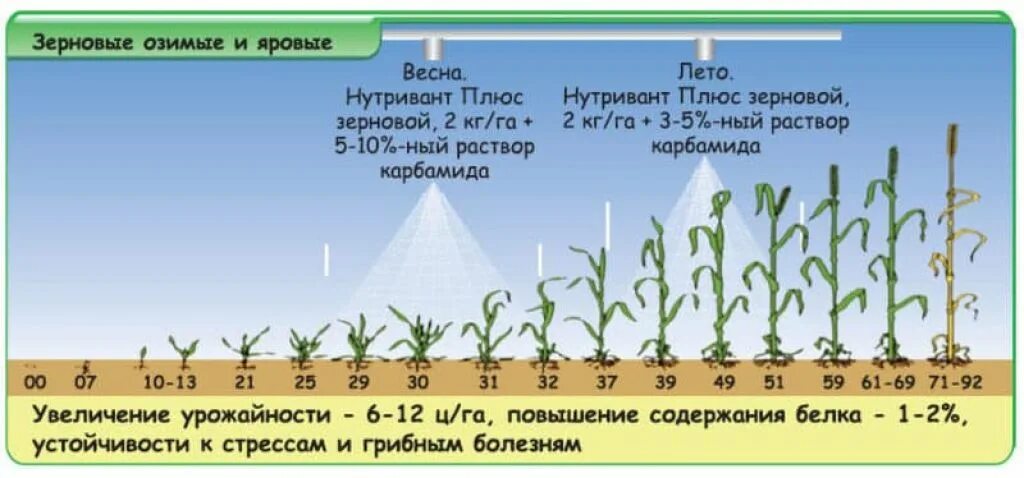 При какой температуре работают удобрения. Подкормка карбамидом Яровой пшеницы. Листовая подкормка пшеницы селитрой. Схема подкормки озимой пшеницы. Внекорневые подкормки озимой пшеницы.