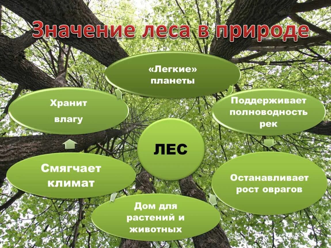 Элементы леса перечислить. Значение леса для человека. Значение леса в природе. Значимость леса для человека. Роль человека в лесу.