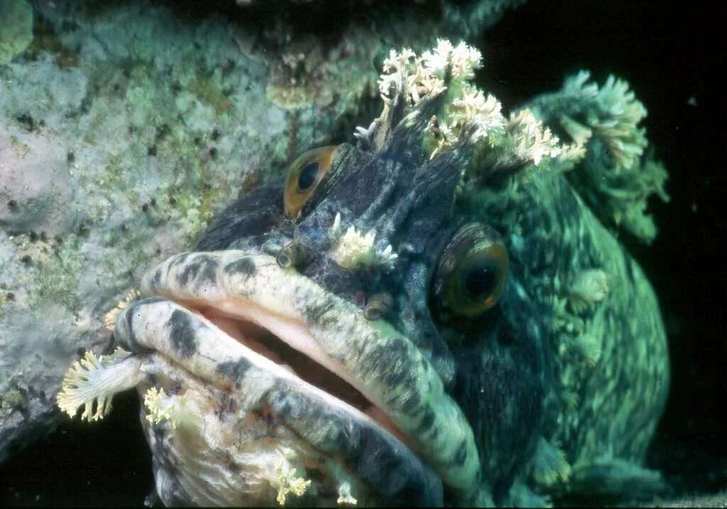 Это морская щучья собачка это рыба. Морская собачка аспидонт. Обыкновенная морская собачка. Черноморская рыбка собачка. Сивучи на сахалине.