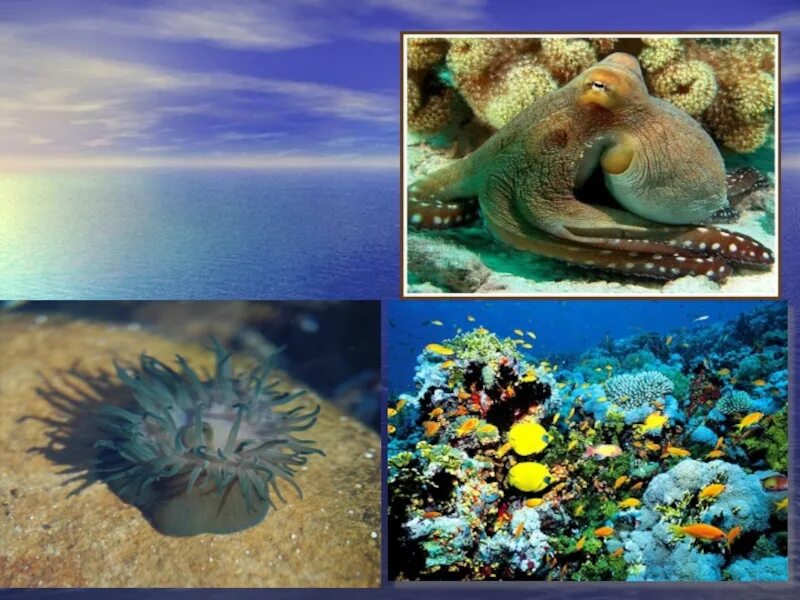 Разнообразие организмов водной среды. Водная среда биология 5 класс. Обитатели водной среды растения. Жизнь организмов в водной среде. Донное сообщество обитатели.