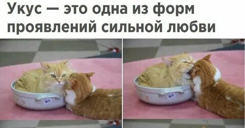 Любовь кусать людей