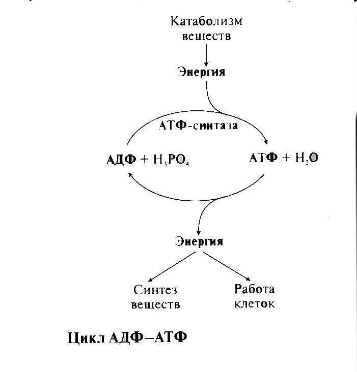 Образование энергии атф в клетках. Цикл АДФ АТФ биохимия кратко. Схема превращения АТФ В АДФ. Синтез АТФ биохимия схема. Схема цикла АТФ АДФ.