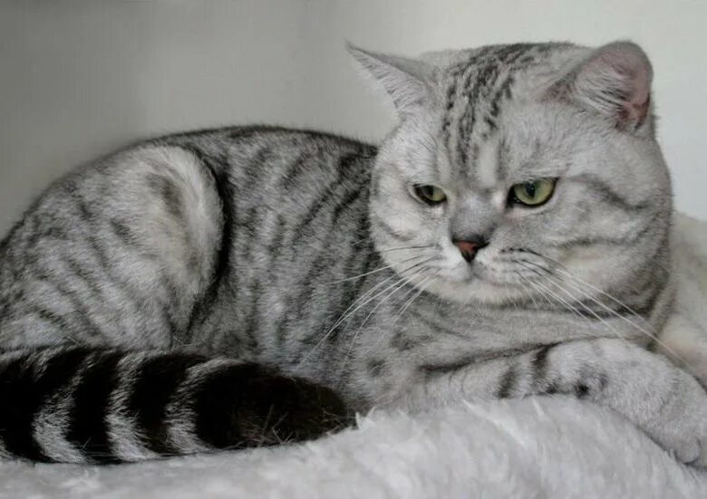 Британские котята чистопородные купить в Саратове Животные и зоотовары Авито