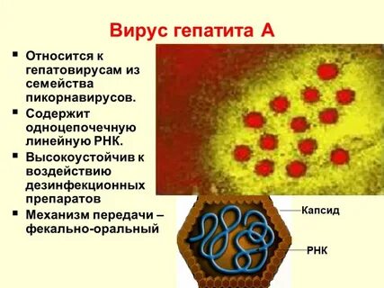 Генотип вируса гепатита b