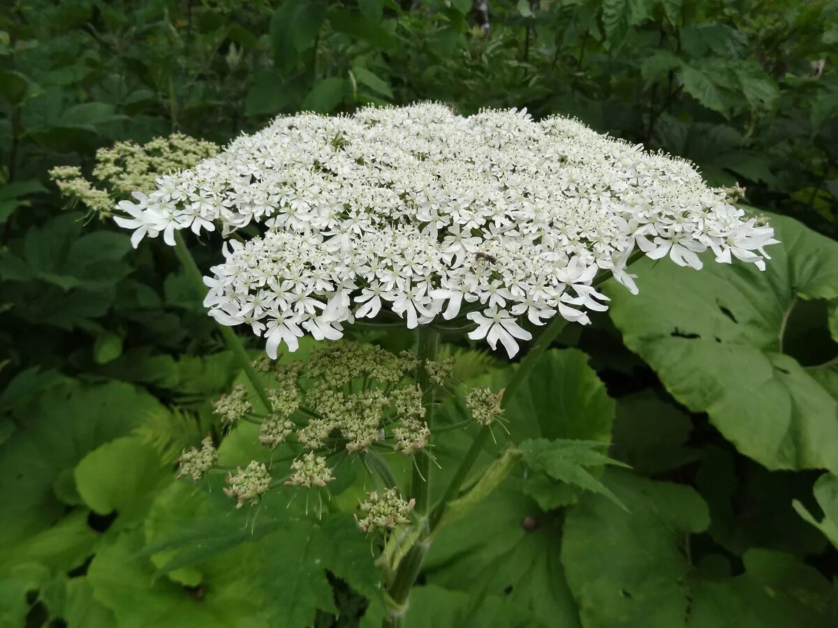 Ну растение. Борщевик шерстистый. Heracleum lanatum. Борщевик шерстистый на Камчатке. Борщевик Сибирский пучка.