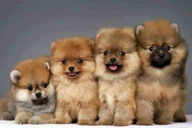 16 Korean aesthetic ideas in 2021 korean aesthetic, cute animals, cute dogs