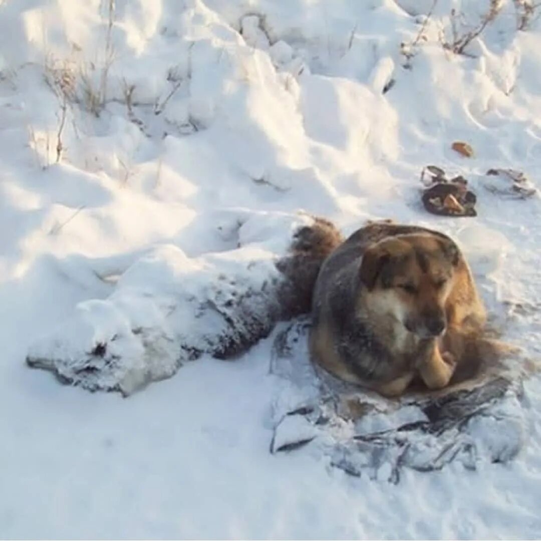 Бездомные собаки. Хаски спят в снегу на улице. Бездомные собаки зима. Маламут и хаски. Собака лайка на цепи.