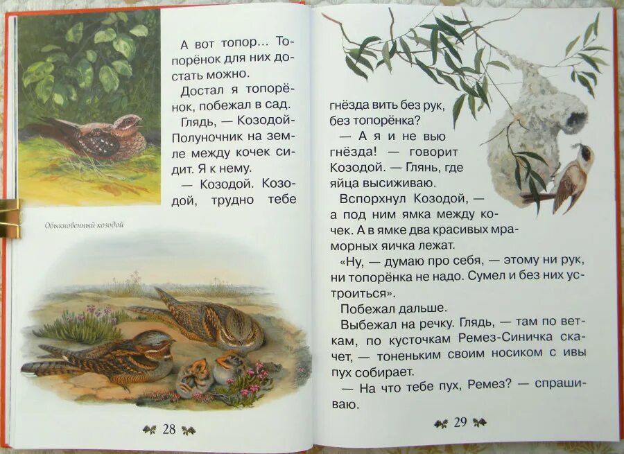 Бианки рассказы для детей 2. Бианки оляпка рассказ. рассказы рассказы бианки. бианки рассказы о животных короткие для детей. виталий бианки оляпка рассказ.