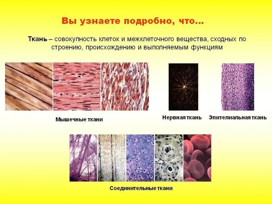 Ткани эпителиальная соединительная мышечная нервная. Клетки эпителиальной и соединительной ткани. Соединительная ткань человека межклеточное вещество клетки. Типы тканей биология 8. Основное группа ткани человека