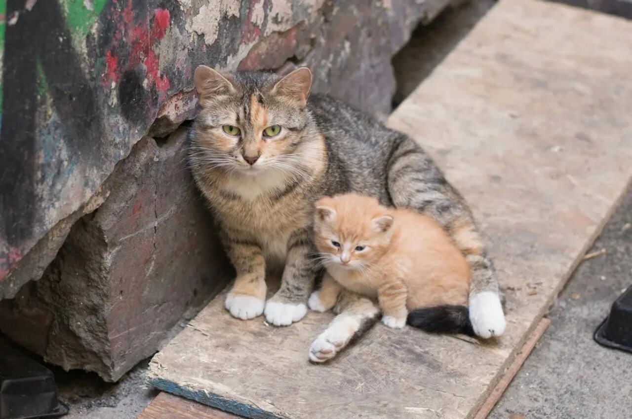 Уличные кошки купить. Бездомные котята. Бездомный кот. Уличная кошка. Бездомная кошка с котятами.