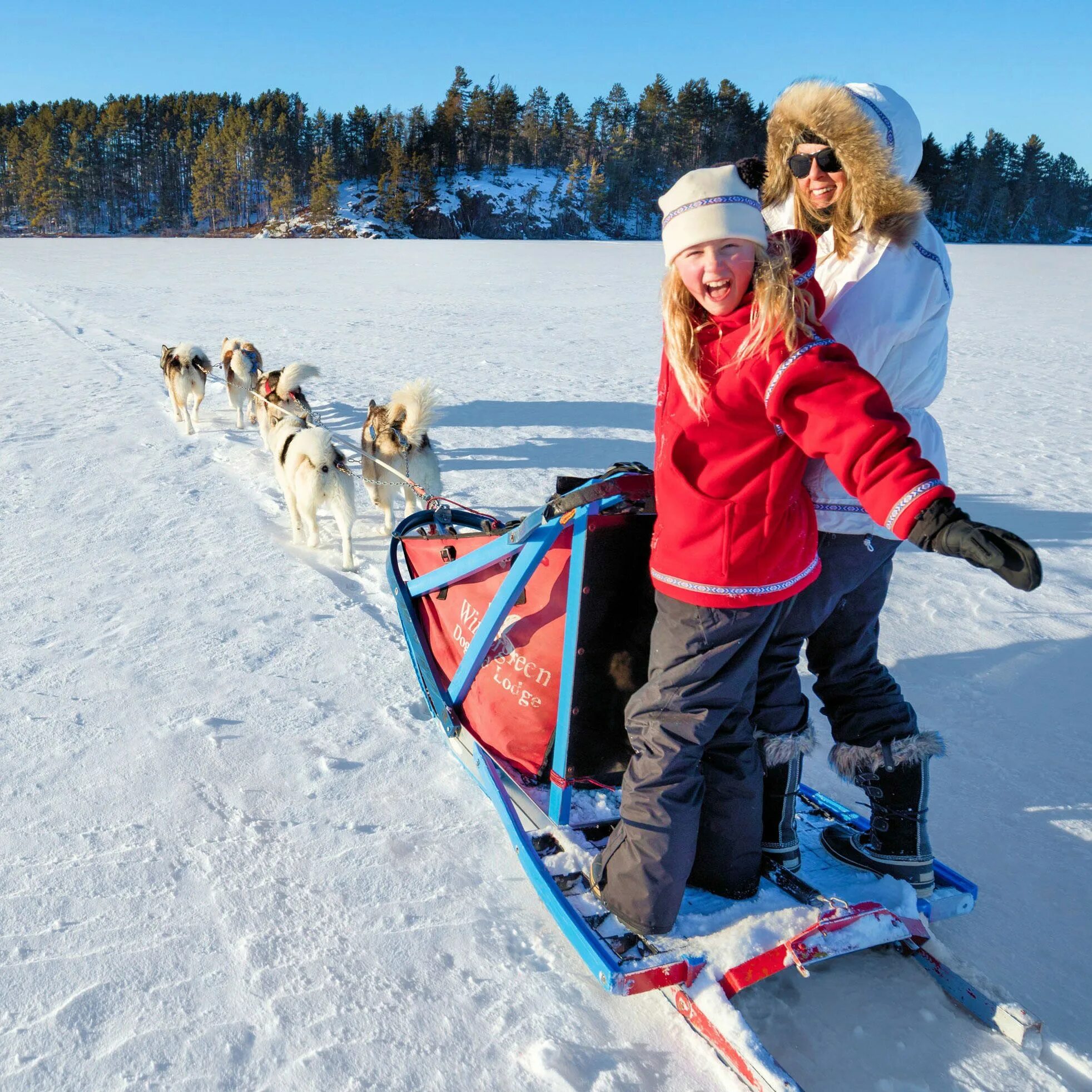 Go sledding. Go dog sledding. to go sledding. memorable holiday. to sledding.