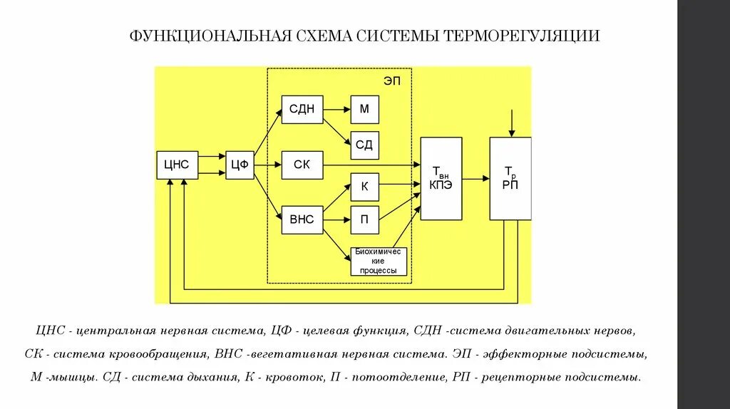 Сенсорная функциональная система. Функциональная система терморегуляции подсистема. Функциональная схема системы терморегулирования. Схема функциональной системы терморегуляции. Функциональная схема терморегуляции физиология.