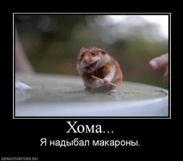 Хом нет