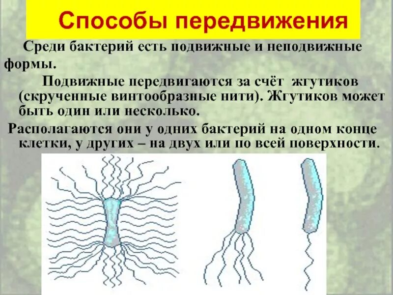 Подвижные бактерии. Способы передвижения бактерий схема. подвижные формы бактерий. способы перемещения бактерий. средства передвижения бактерий.