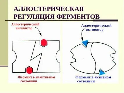 Ферментативная регуляция