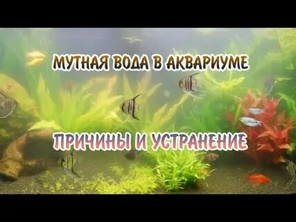 Мутнеет вода в аквариуме причина как устранить