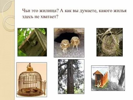 Чье жилище
