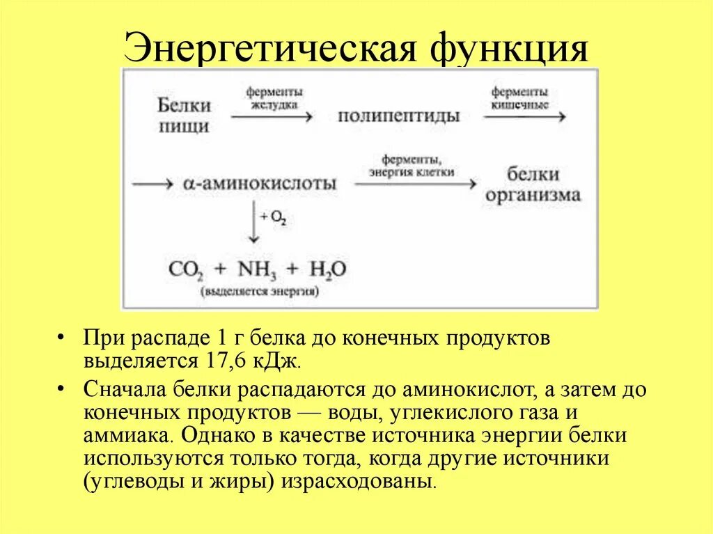 Энергетическая белка. Энергетическая функция белка. Энергетическая функция белков в организме человека. Энергетическая функция белков примеры. Энергетическая функция примеры.